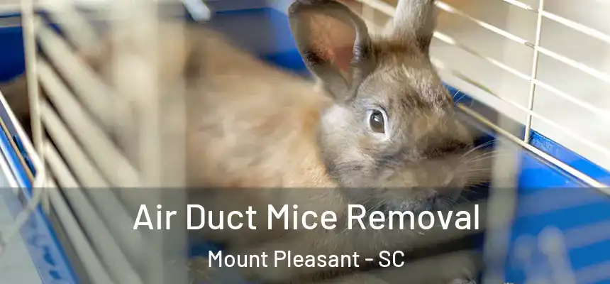  Air Duct Mice Removal Mount Pleasant - SC