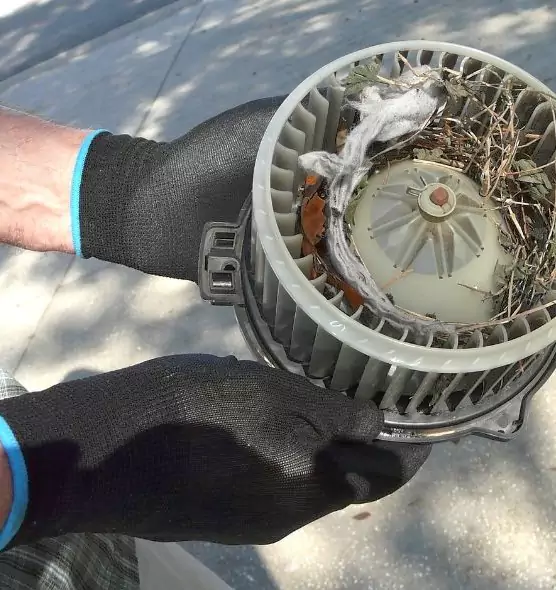 About Air Duct Rat Removal in Mount Pleasant, SC